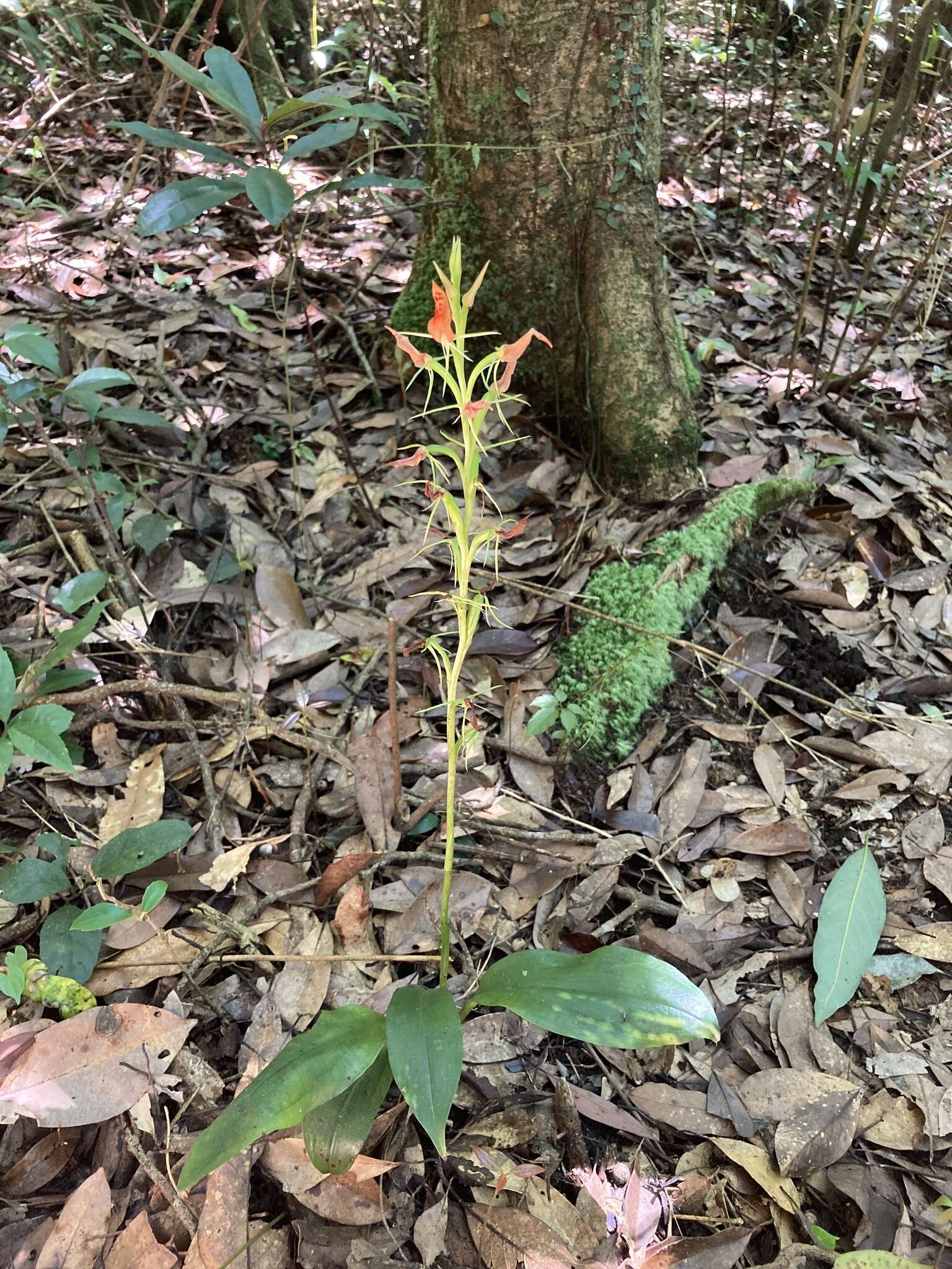 Image of Lily-leaf Orchid