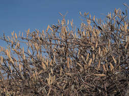 Sivun Vachellia hebeclada subsp. hebeclada kuva