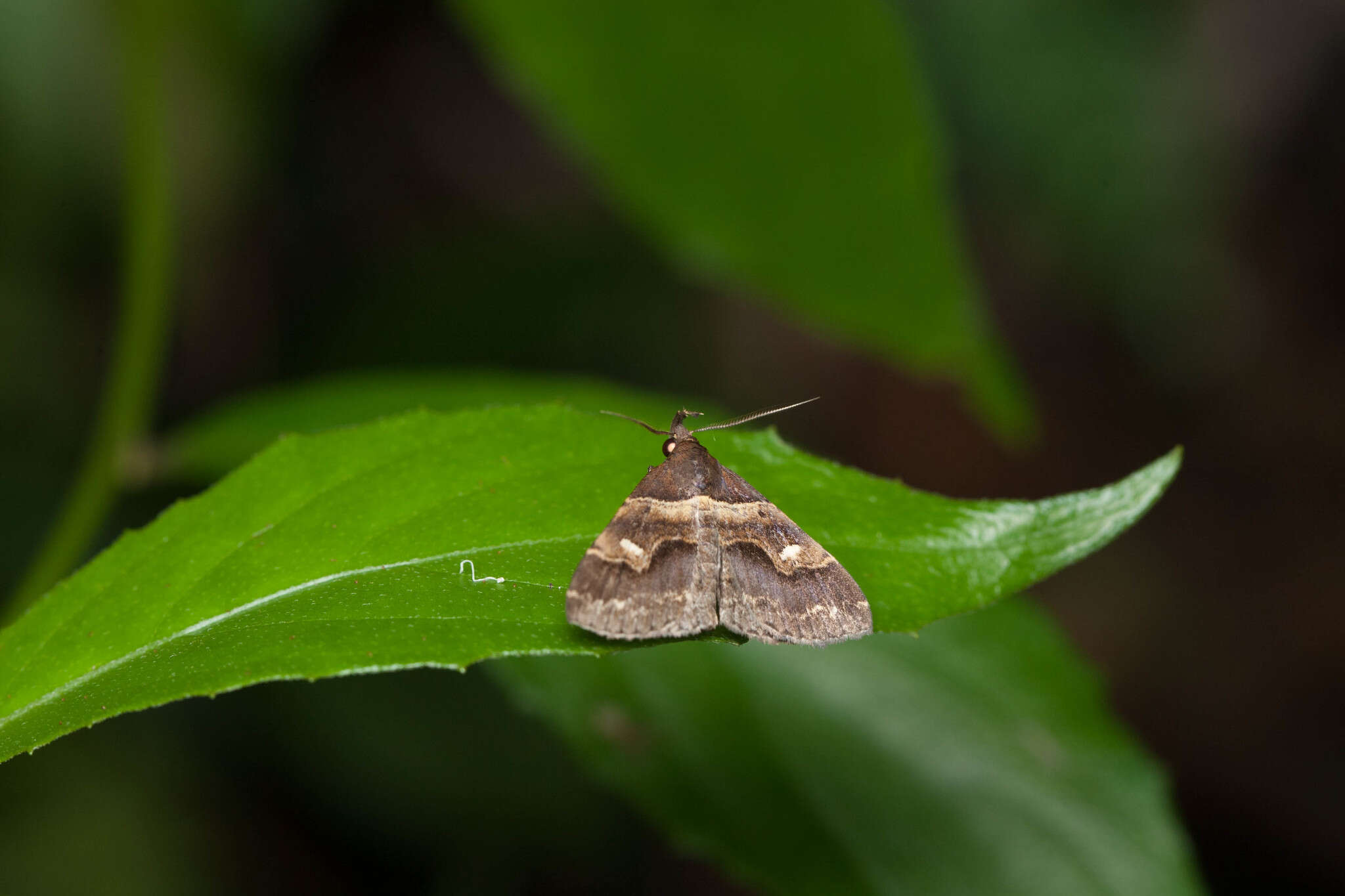 Image of Bertula retracta Galsworthy 1997