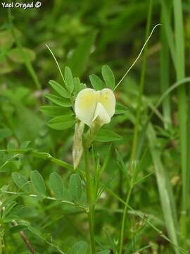 Imagem de Vicia hybrida L.