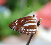 Phaedyma columella Cramer 1782 resmi