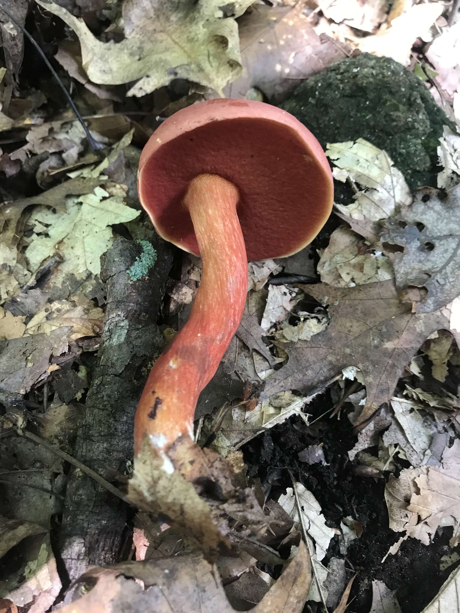 Sivun Boletus carminiporus Bessette, Both & Dunaway 1998 kuva