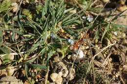 Plancia ëd Myosotis incrassata Guss.