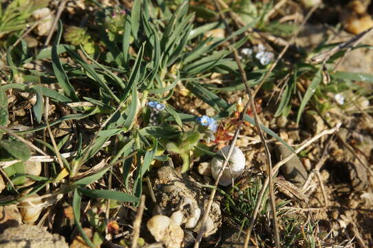 Image of Myosotis incrassata Guss.