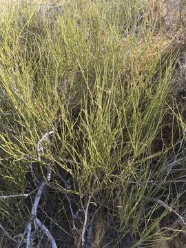 Image of California Ephedra