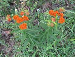 Imagem de Asclepias tuberosa subsp. tuberosa