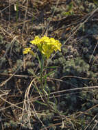 Image of Erysimum flavum subsp. altaicum (C. A. Mey.) Polozhij