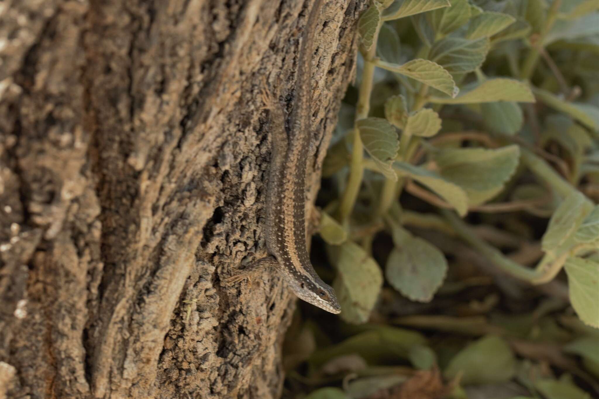 Trachylepis spilogaster (Peters 1882)的圖片