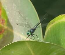 Imagem de Chalybeothemis fluviatilis Lieftinck 1933