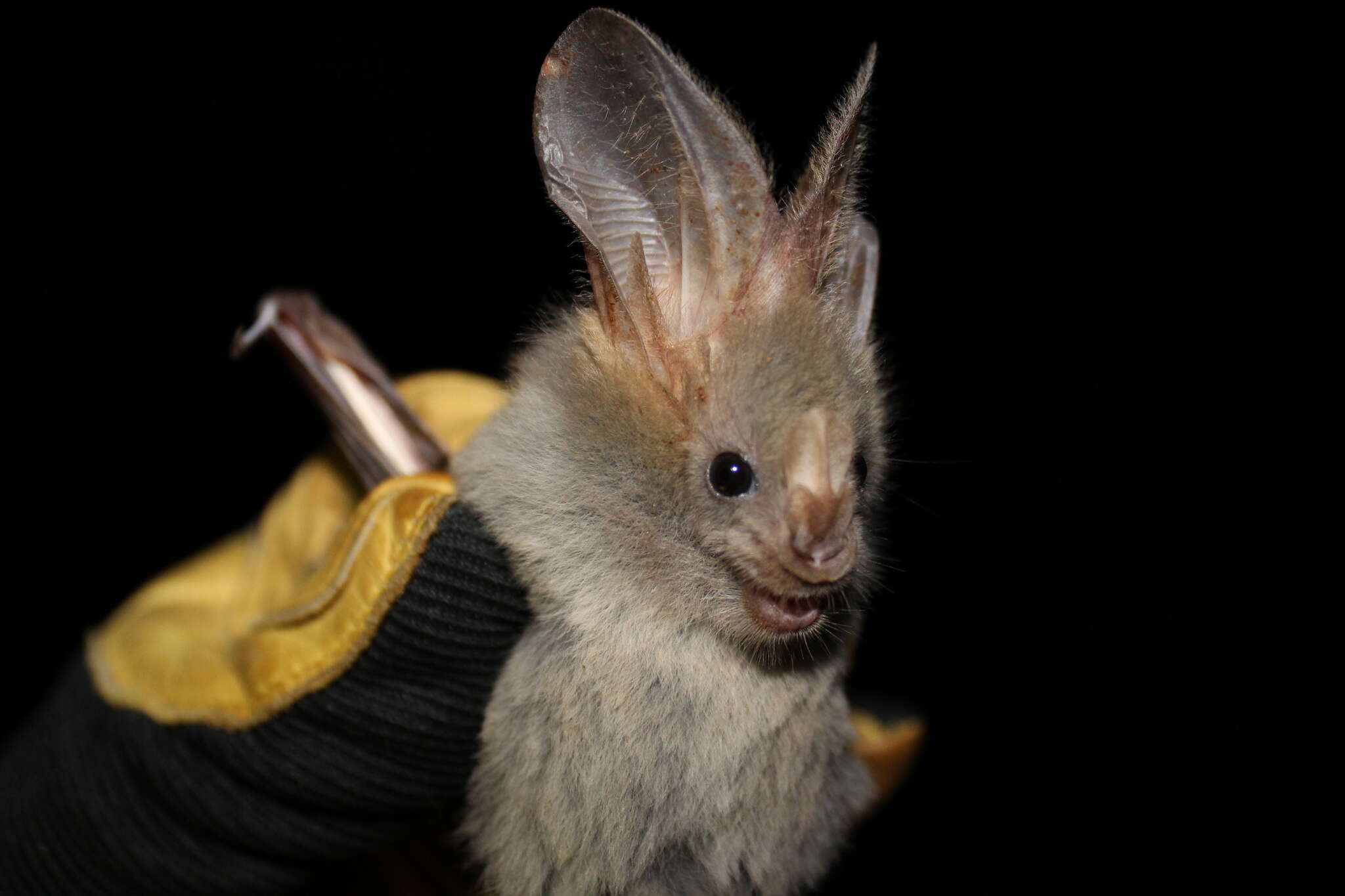 Image of Heart-nosed bat