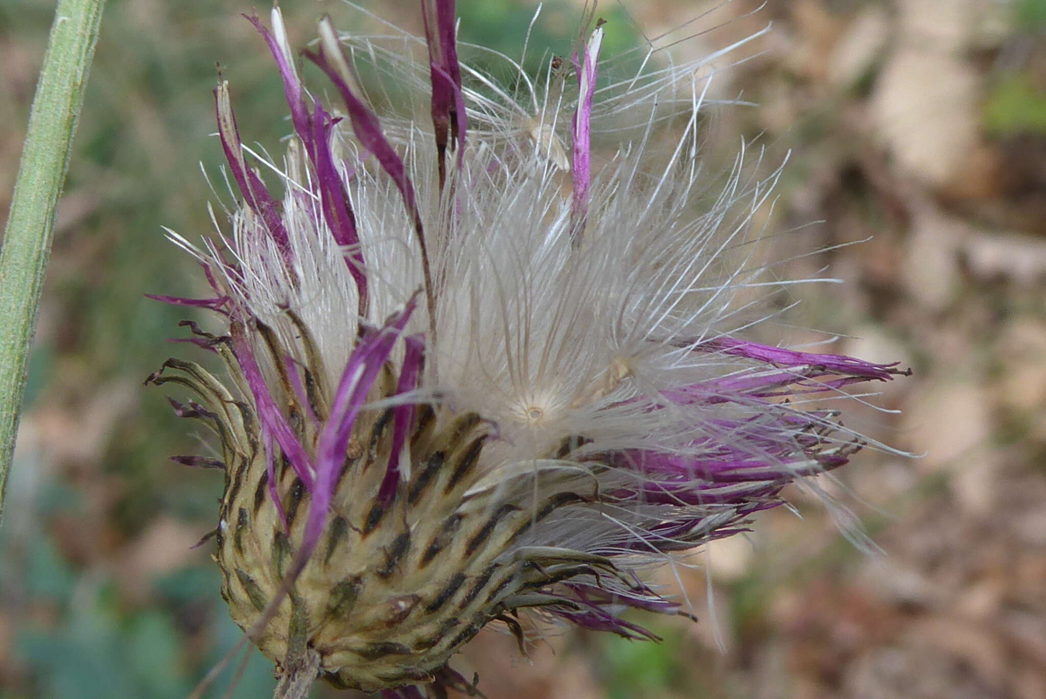 Imagem de Cirsium monspessulanum (L.) Hill