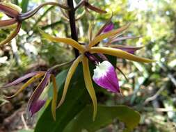 Imagem de Prosthechea brassavolae (Rchb. fil.) W. E. Higgins