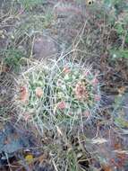 Image of Mammillaria karwinskiana subsp. karwinskiana