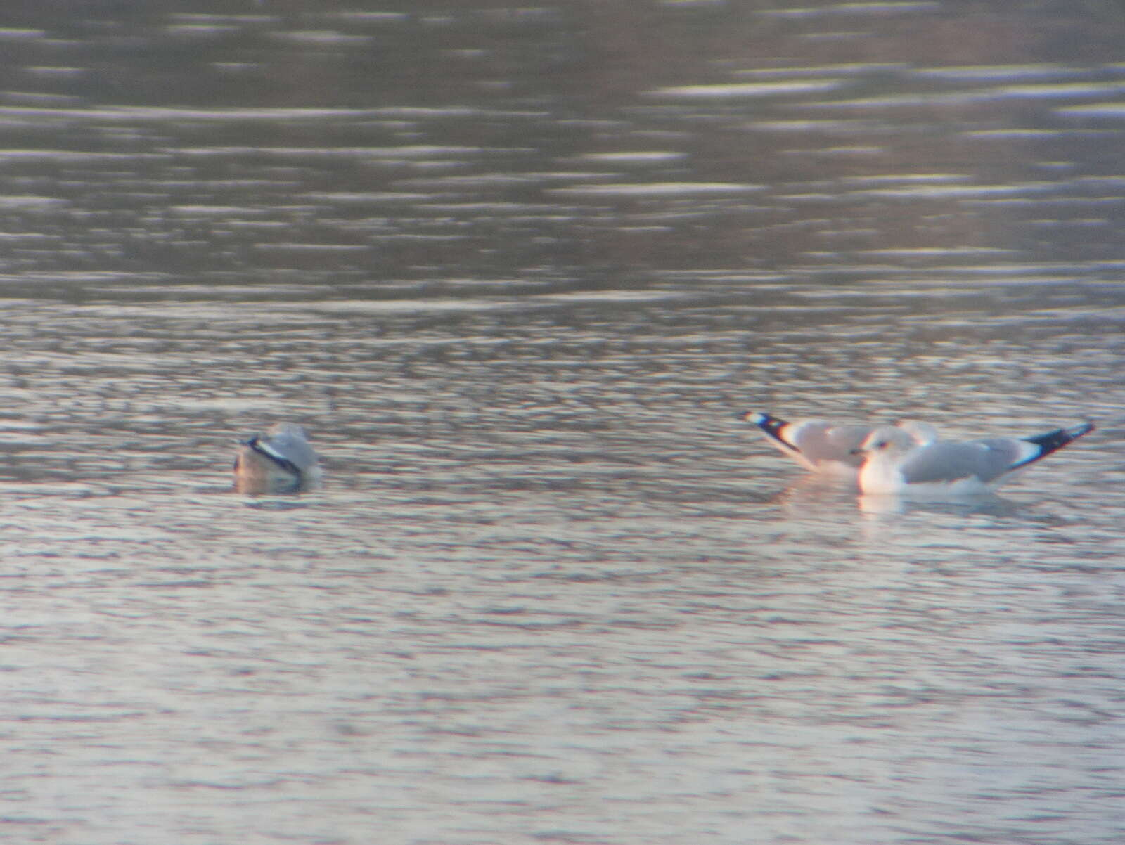 Image of common gull