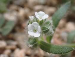 Plancia ëd Plagiobothrys pringlei Greene.