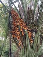 صورة Butia odorata (Barb. Rodr.) Noblick