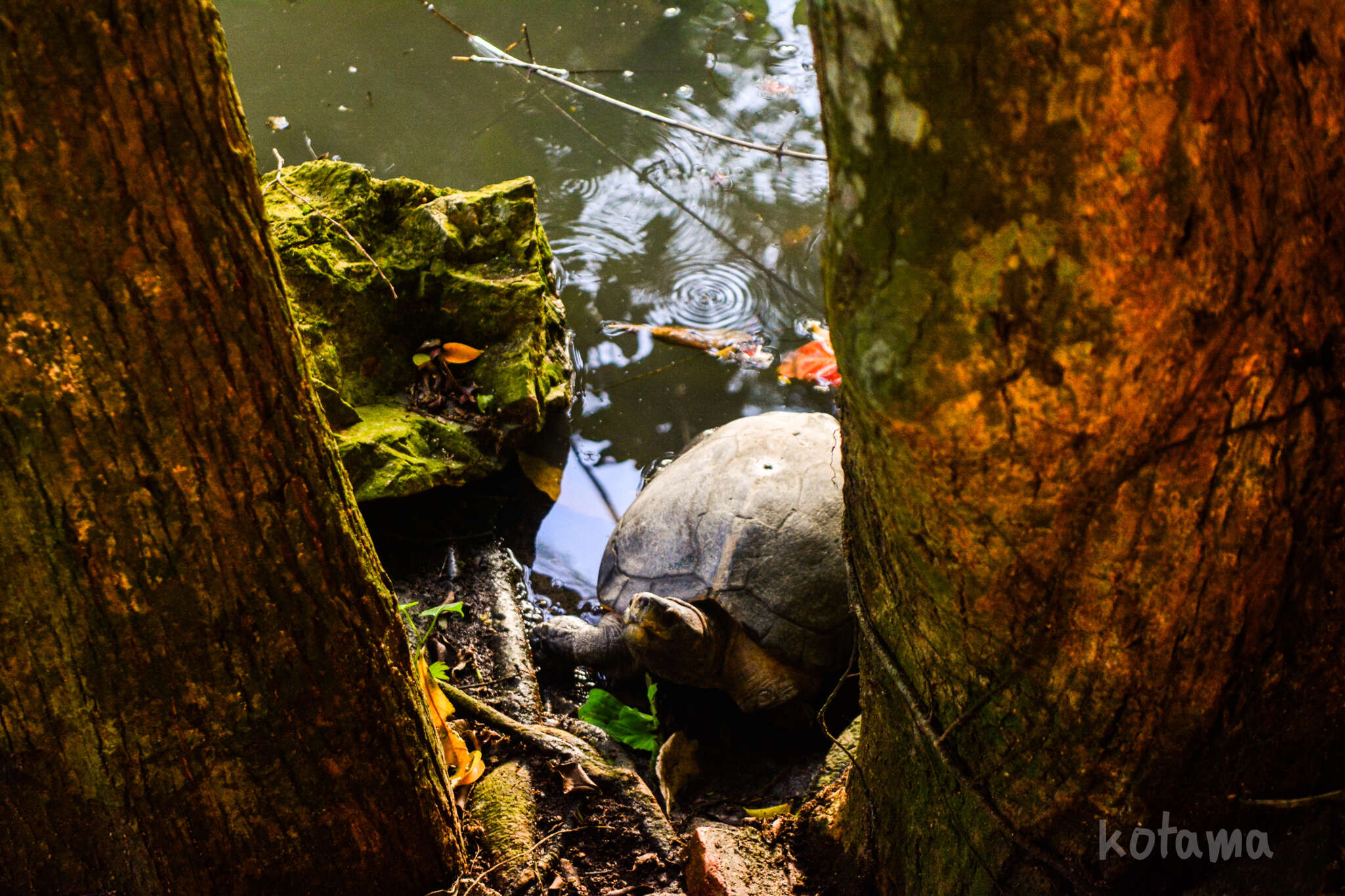 Image of Giant Asian Pond Turtle