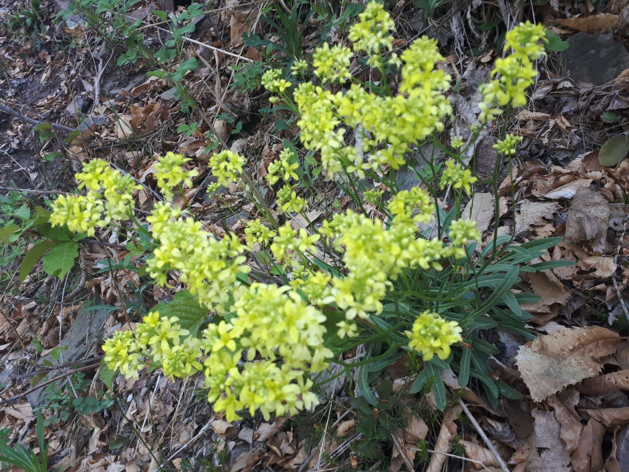 Image of Buckler Mustard