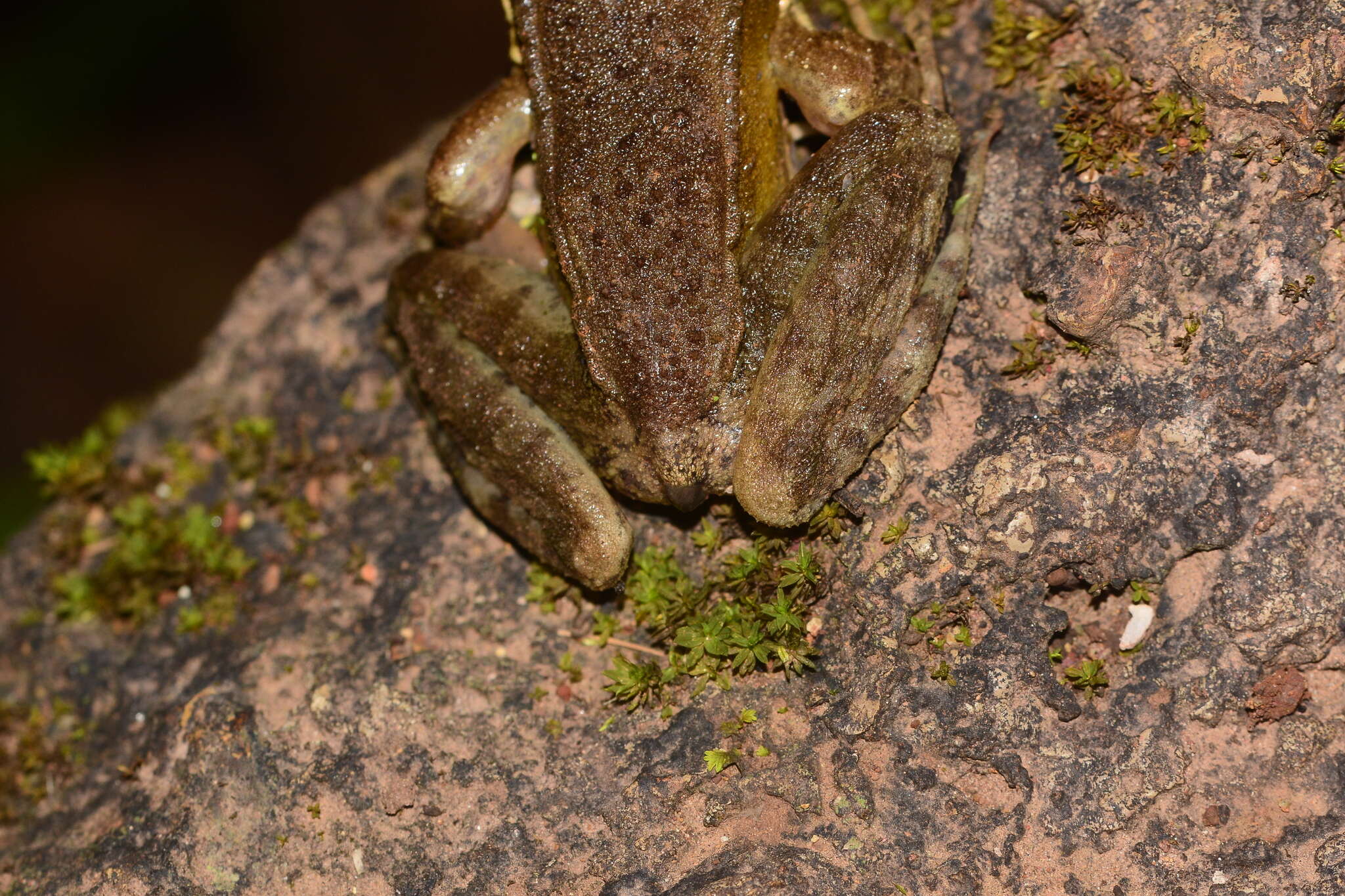 Image of Indosylvirana caesari (Biju, Garg, Mahony, Wijayathilaka, Senevirathne & Meegaskumbura 2014)