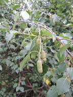 Imagem de Betula pubescens var. litwinowii (Doluch.) Ashburner & McAll.