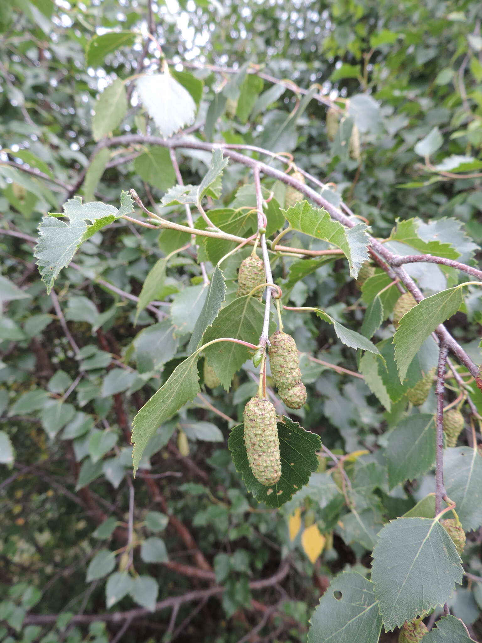 Image of Betula pubescens var. litwinowii (Doluch.) Ashburner & McAll.