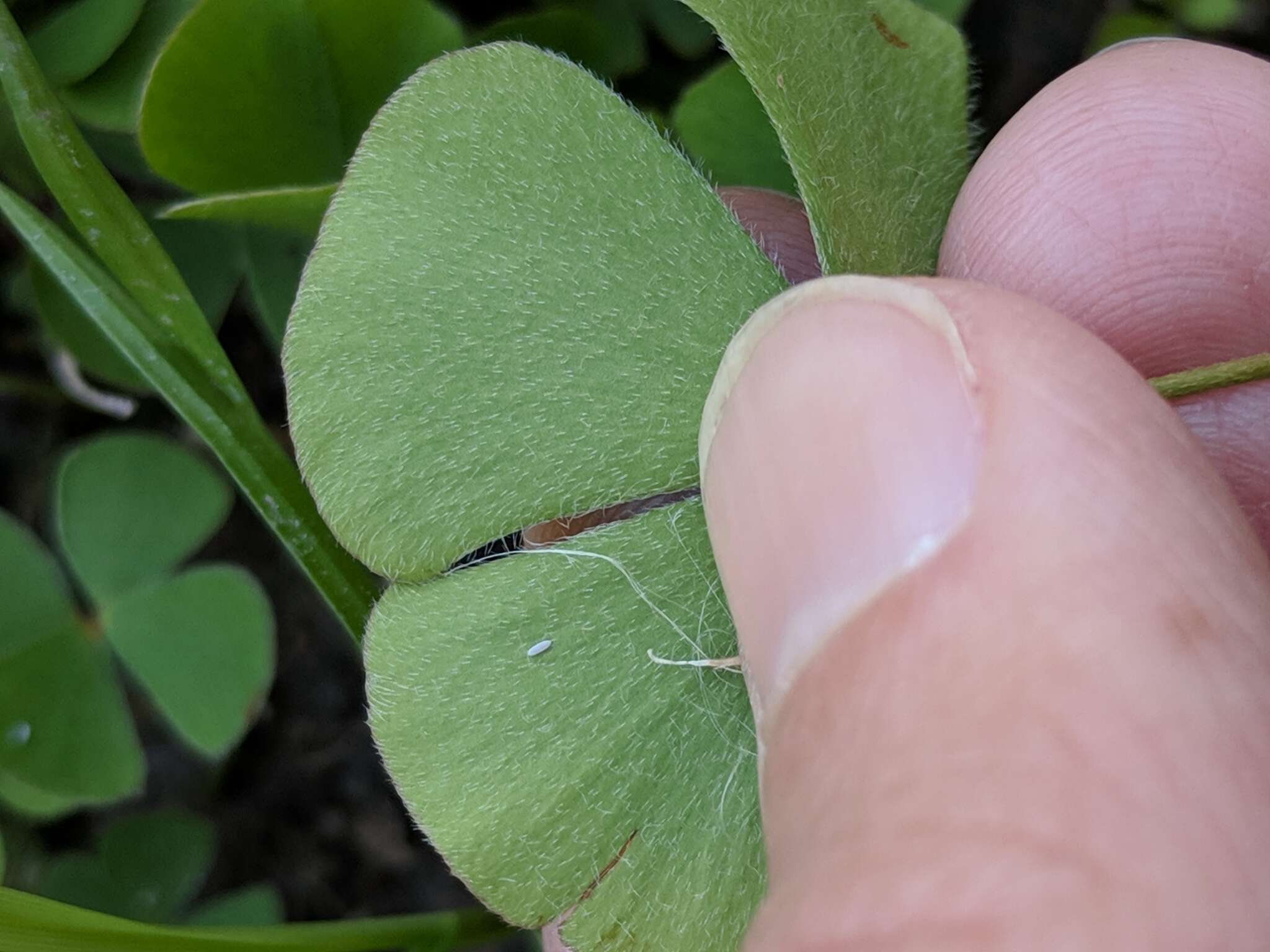 Plancia ëd Marsilea macropoda Engelm. ex A. Br.