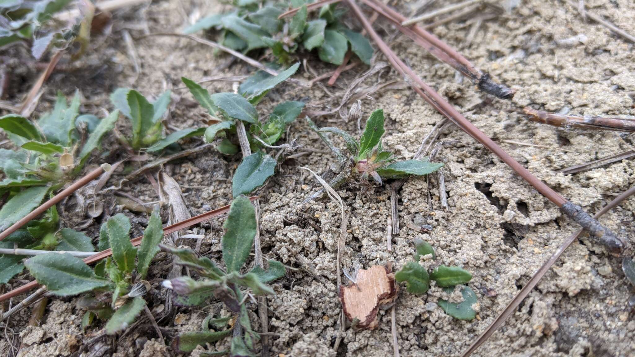 Слика од Goodenia pilosa (R. Br.) R. Carolin