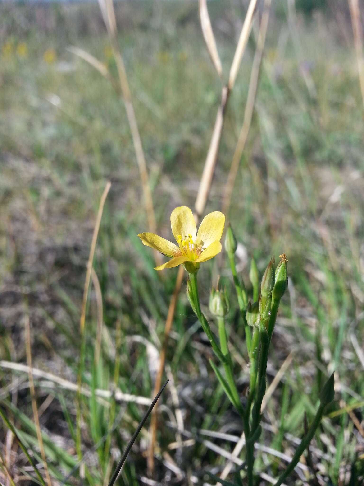 Image of Wyoming flax