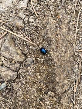 Image of Chrysolina (Allhypericia) schaefferi Brown 1962