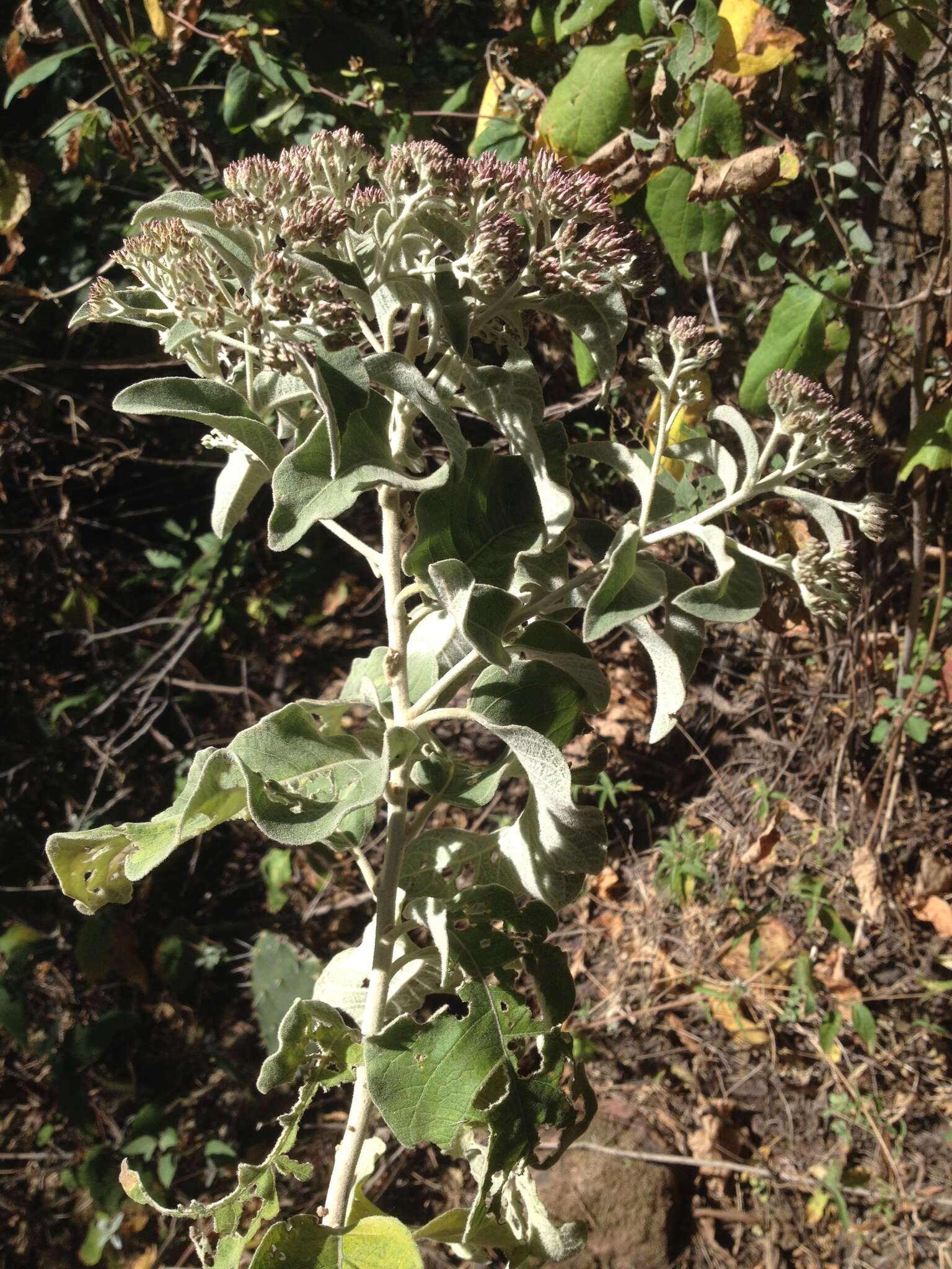 Eremosis tomentosa (La Llave & Lex.) Gleason resmi