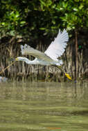 Image of Egretta Forster & T 1817