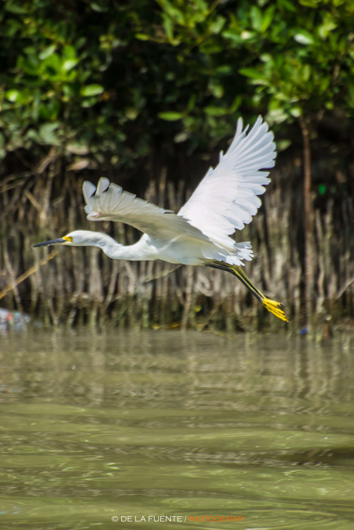 Image of Egretta Forster & T 1817