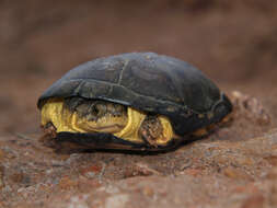 Image of African Dwarf Mud Turtle