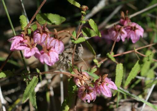 Thomasia angustifolia Steud. resmi