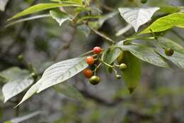 Image of Coussarea chiapensis Borhidi