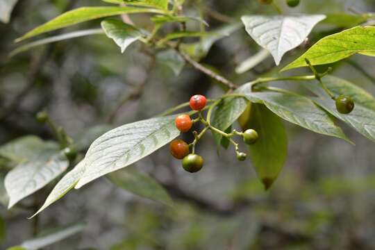 Image of Coussarea chiapensis Borhidi