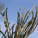 Image of Acacia sclerosperma subsp. sclerosperma