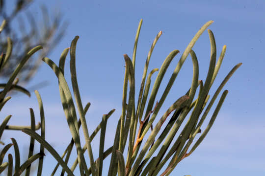 Imagem de Acacia sclerosperma F. Muell.