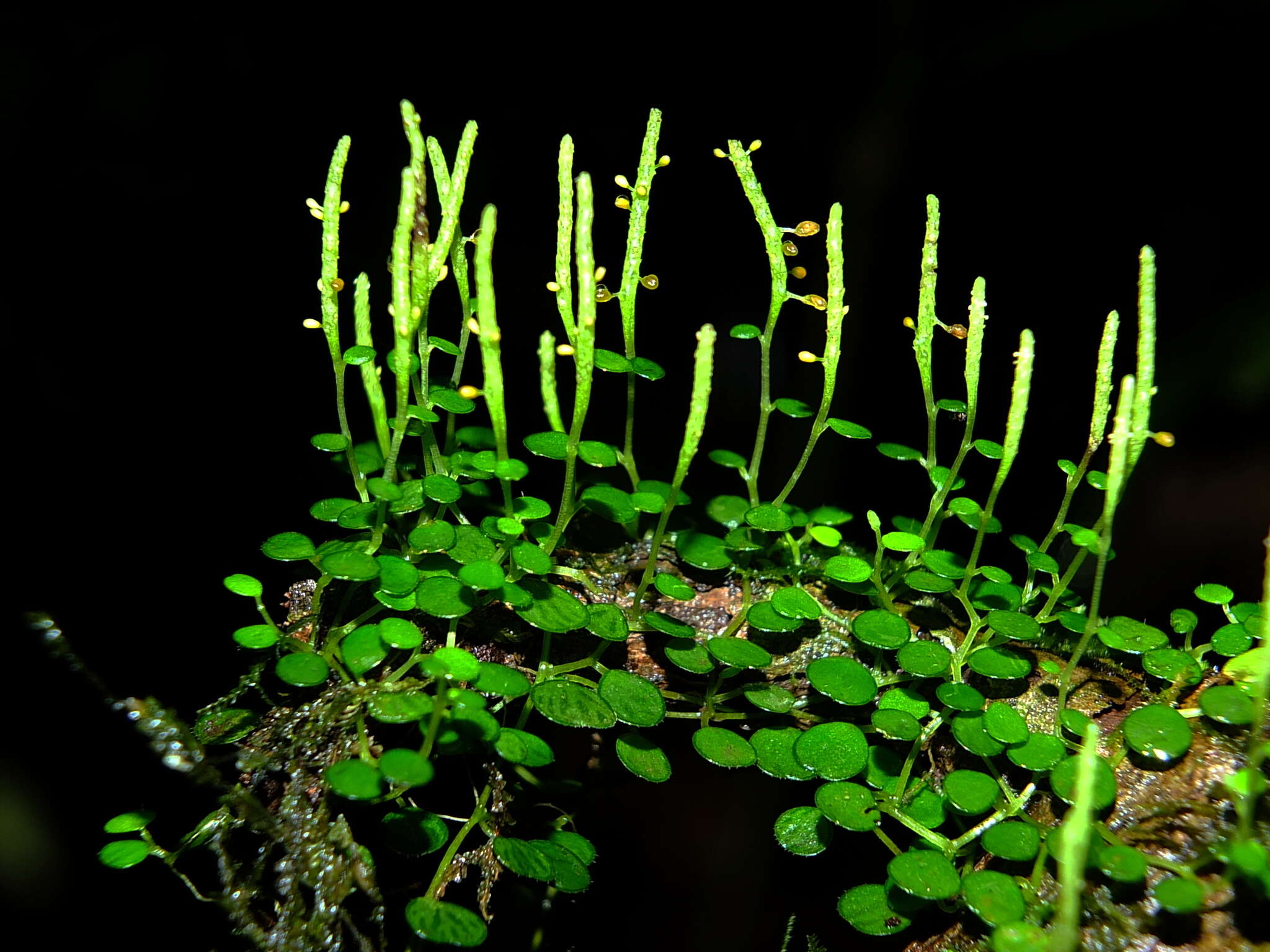 Image of Guadeloupe peperomia