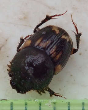 Image of Onthophagus suffusus Klug 1855