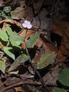 Image de Tradescantia poelliae D. R. Hunt