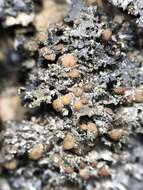 Image of Flooded Jellyskin Lichen