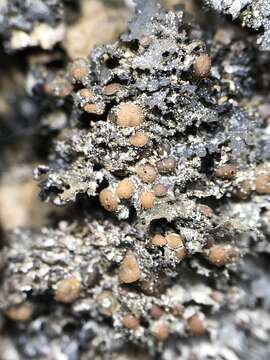 Image of Flooded Jellyskin Lichen