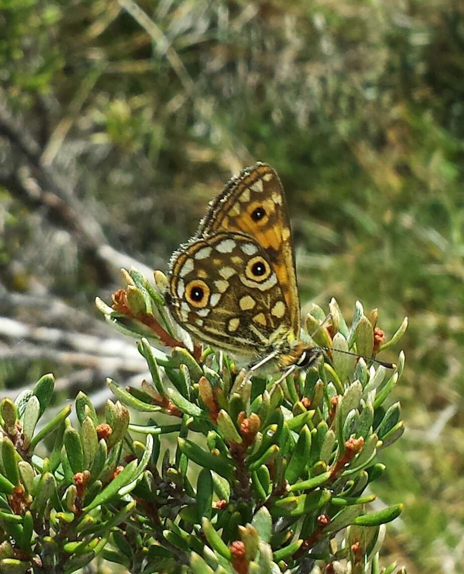 Imagem de Oreixenica orichora Meyrick 1885