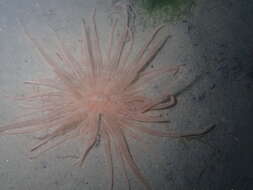 Image of burrowing anemone