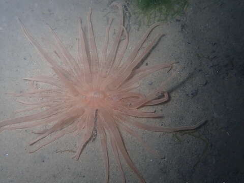 Image of burrowing anemone