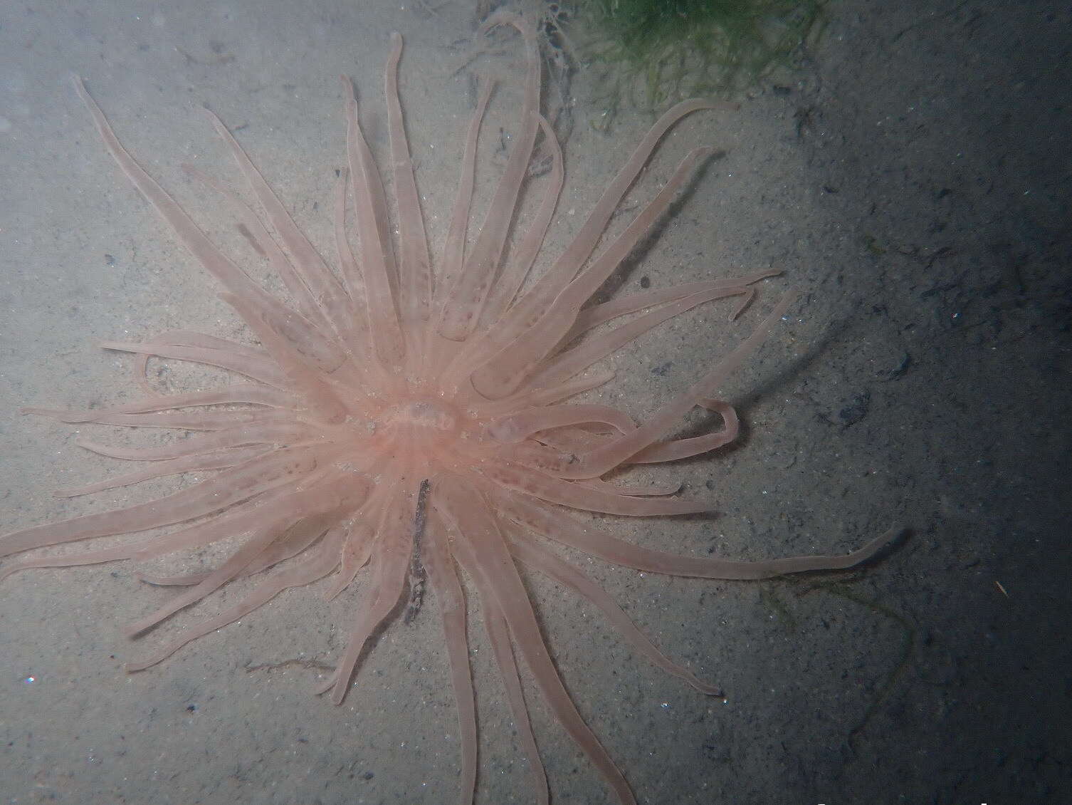 Image of burrowing anemone