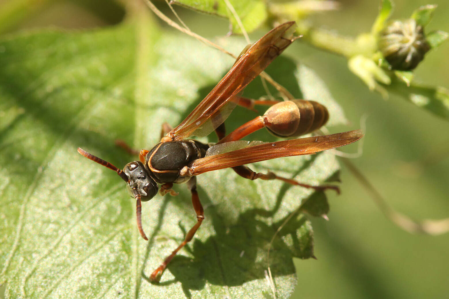 Image of Mischocyttarus drewseni (de Saussure 1954)