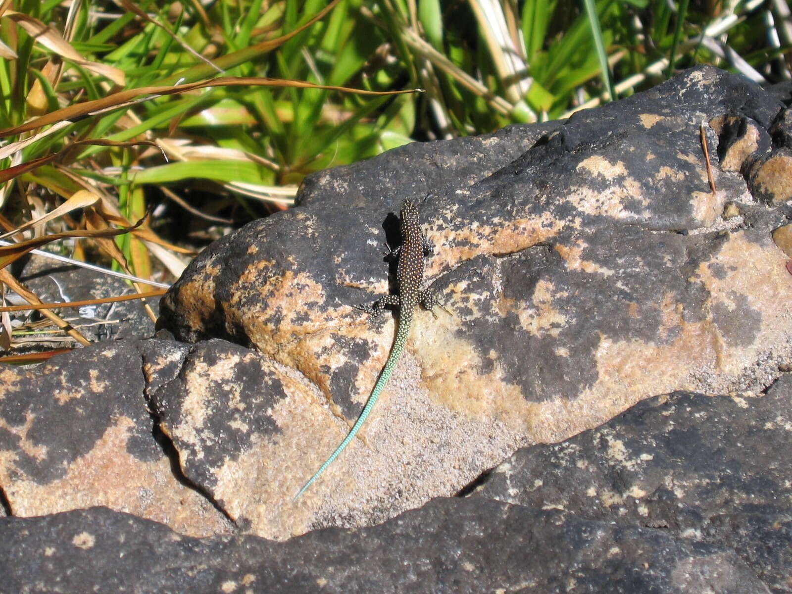 Image of Southern Rock Lizard