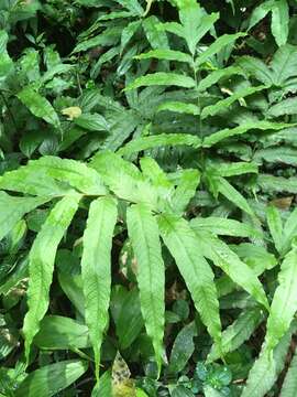 Image of Incised Halberd Fern